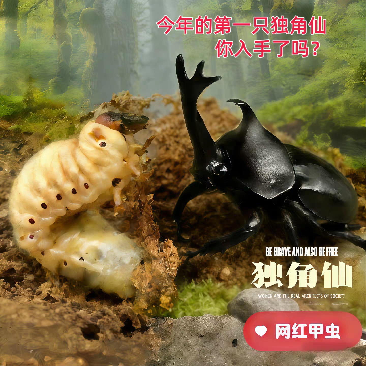 独角仙幼虫活虫一公一母套餐大号甲虫姬兜宠物带发酵木屑饲养盒子