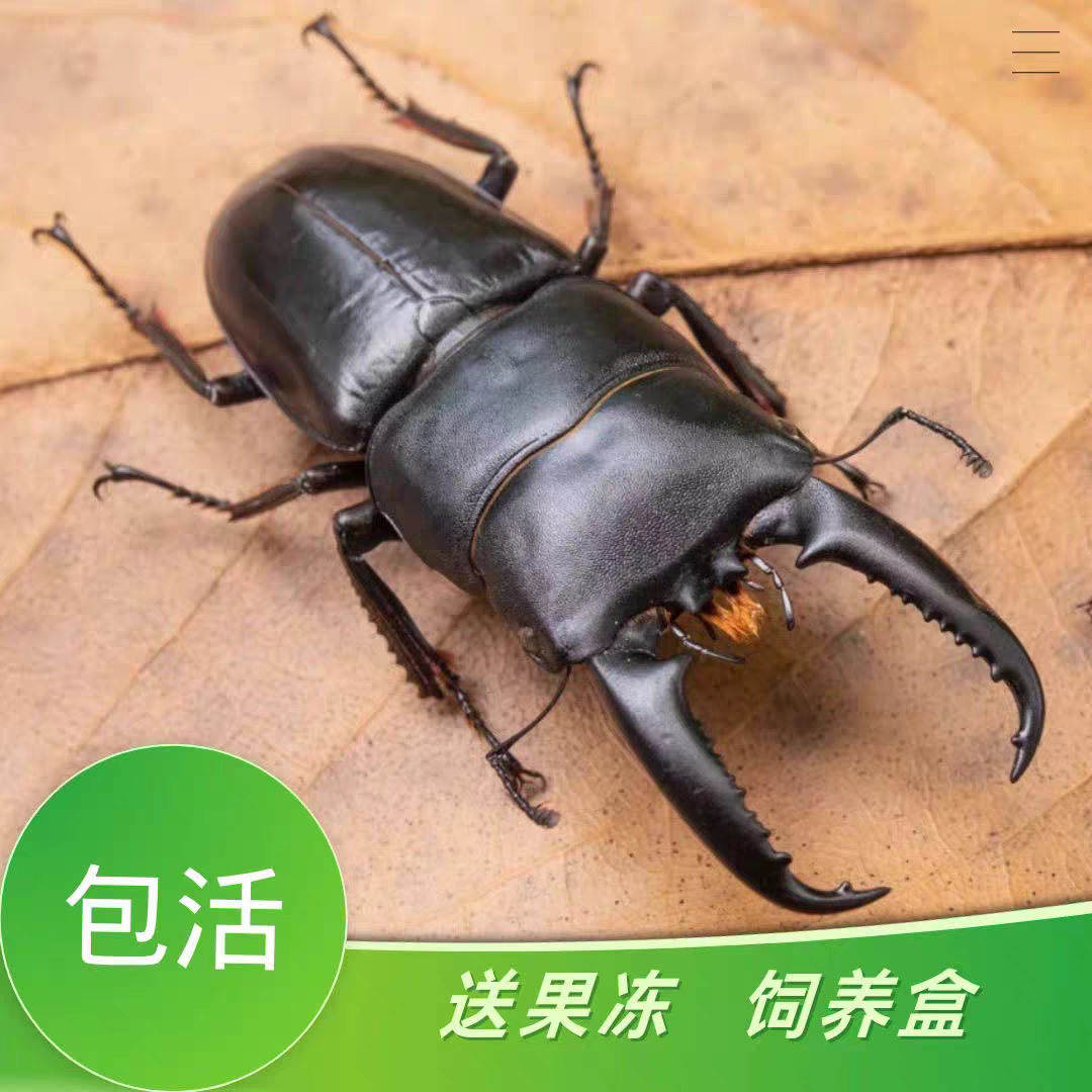 中华大扁锹甲虫成虫宠物活体昆虫巨型夹子虫爬虫好斗锹形虫