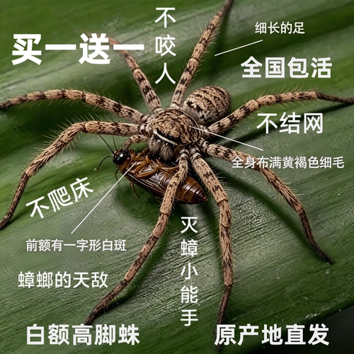 白额高脚蛛抓吃蟑螂的蜘蛛抓蟑螂吃小强天敌灭蚊虫活蜘蛛灭蟑神器