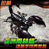 亚洲雨林蝎超大宠物黑蝎子活体18cm温顺无毒可上手爬虫送套餐包活