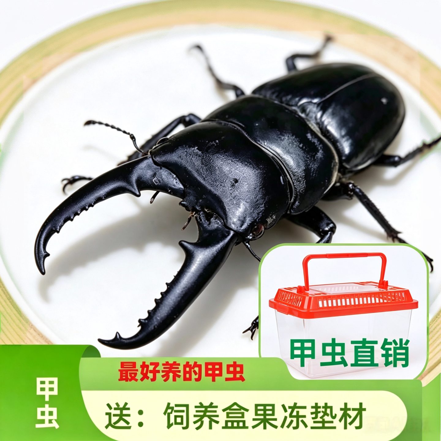 中华大扁锹锹形虫宠物甲虫成虫好养科普昆虫活体新虫温顺可爱姬兜图片