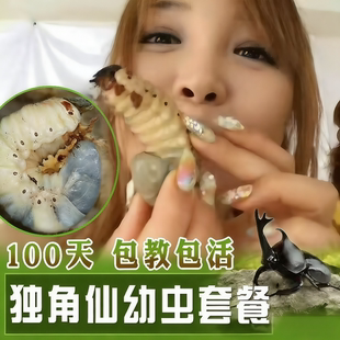 反季节独角仙甲虫成虫幼虫现货活体昆虫饲养箱爬虫锹甲果冻木造景