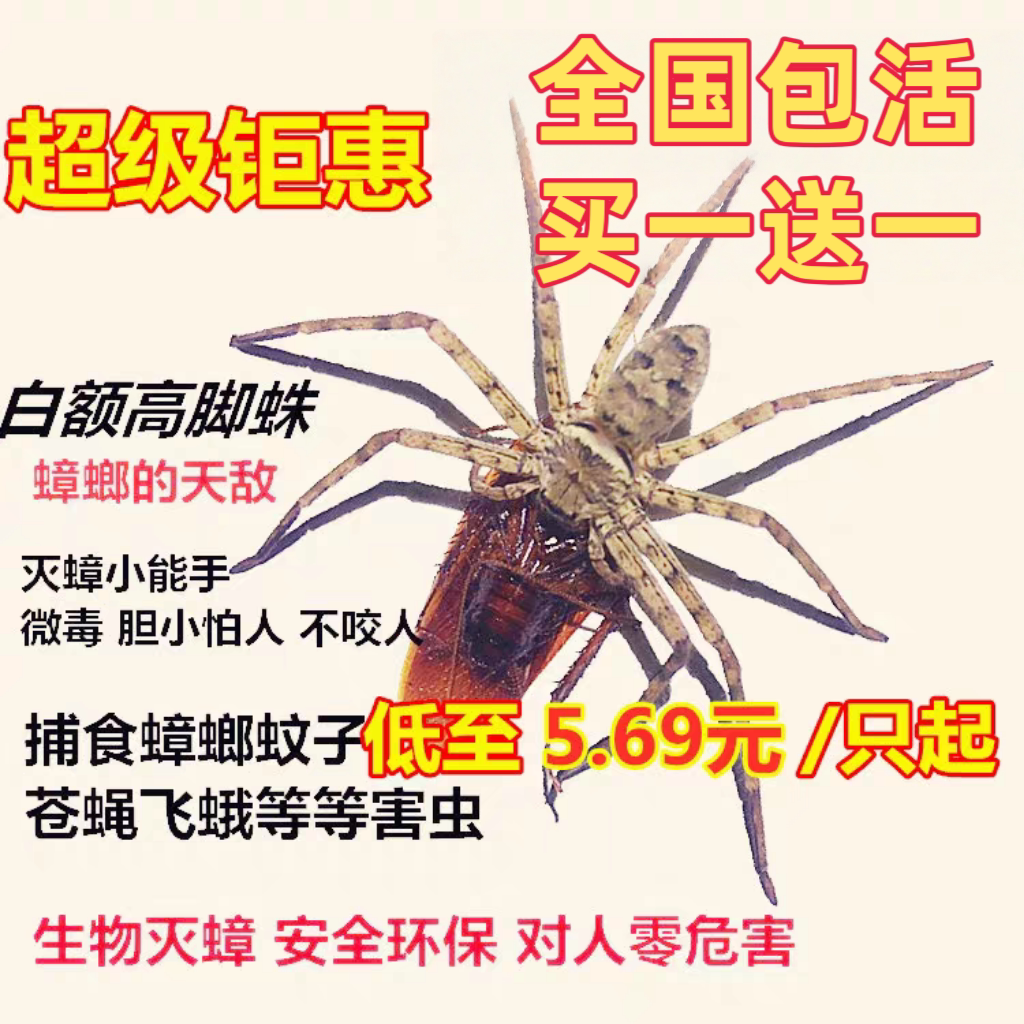 白额高脚蛛活体宠物蜘蛛抓蟑螂神器网红蜘蛛灭小强吃蚊虫包邮包活