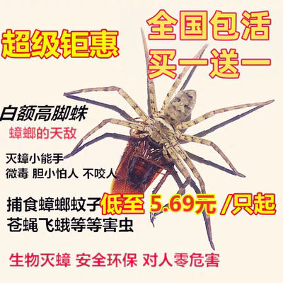 白额高脚蛛活体宠物蜘蛛抓蟑螂神器网红蜘蛛灭小强吃蚊虫包邮包活