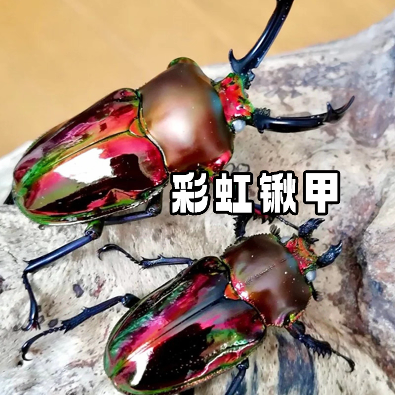 彩虹锹甲幼虫入门炫彩色甲虫儿童宠物长牙澳洲彩虹锹形虫活体昆虫