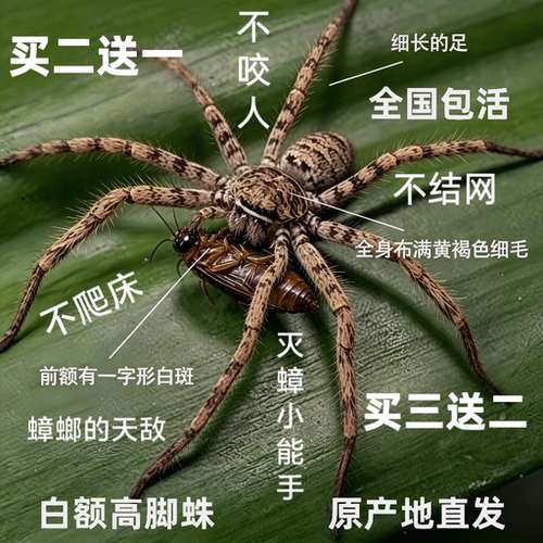 白额高脚蛛抓吃蟑螂的蜘蛛抓蟑螂吃小强天敌灭蚊虫活蜘蛛灭蟑神器
