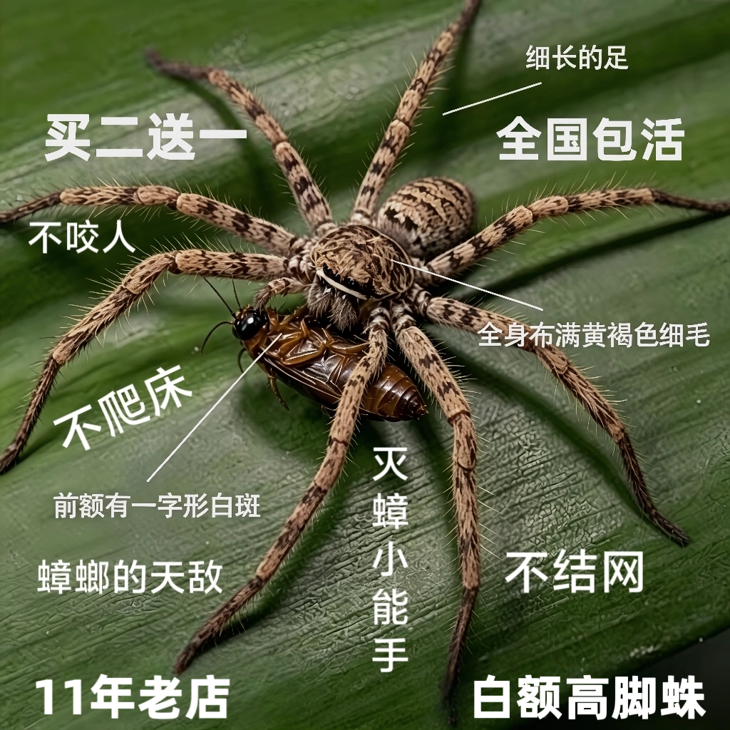 白额高脚蛛蜘蛛吃蟑螂灭杀小强蚊虫宠物害虫天敌防治蟑螂神器克星