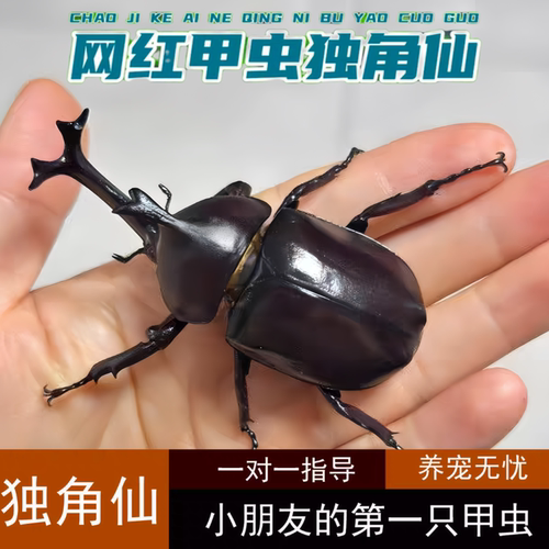 【2026年独角仙成虫现货】新虫 独角仙幼虫新手套餐昆虫宠物活体
