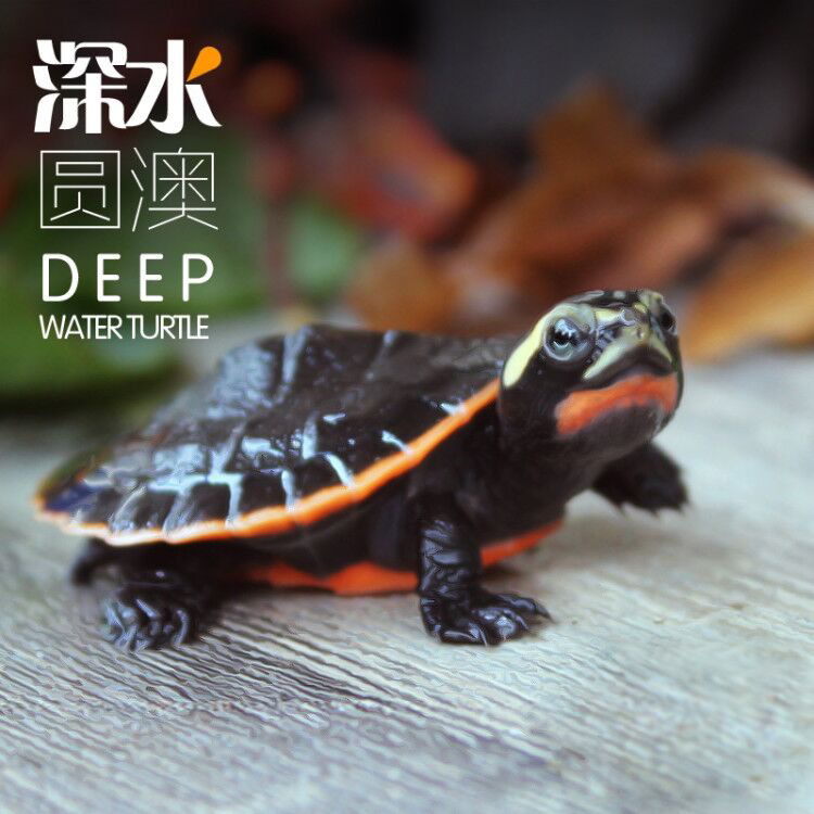 圆澳龟苗深水混养活体侧颈龟乌龟活体鱼缸混养吃鱼屎吃粪龟