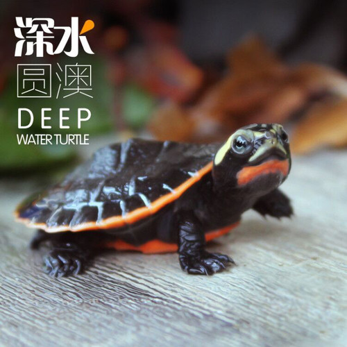 圆澳龟苗深水混养活体侧颈龟乌龟活体鱼缸混养吃鱼屎吃粪龟