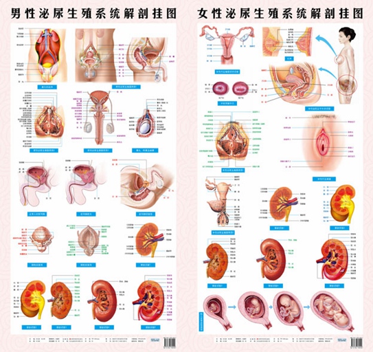 包邮男性泌尿生殖系统解剖挂图女性泌尿生殖系统解剖挂图套装两张家庭保健中西医挂图解剖图