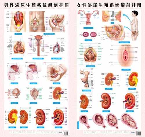 男性女性泌尿生殖系统解剖挂图 家庭保健 子宫妇科海报宫颈疾病示意图人体器官知识生物小学初高中生知识医学宣传画挂图