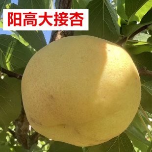 山西阳高大接杏新鲜水果杏子大黄杏阳高大京杏5斤装现摘现发大杏