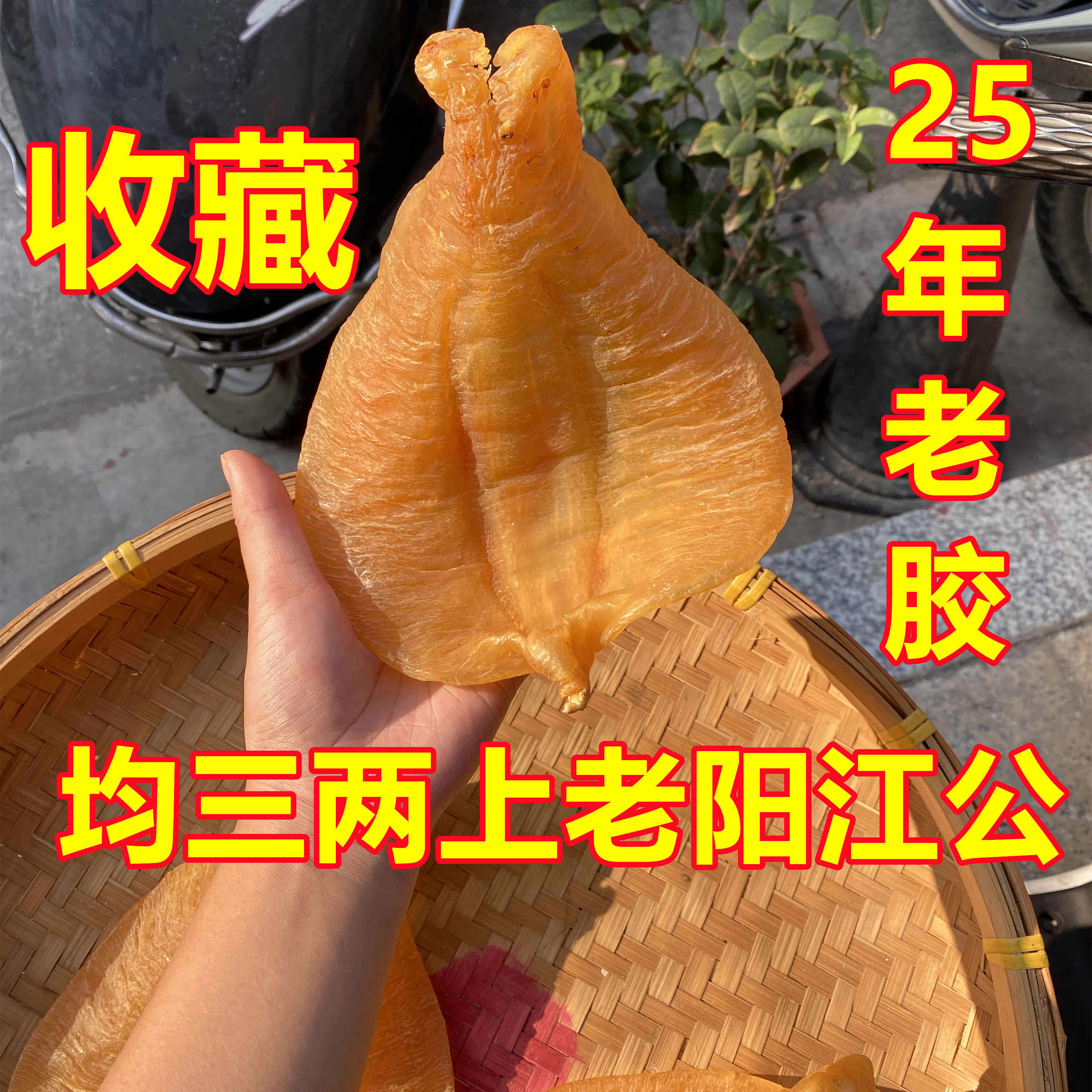 25年老胶湛江赤嘴鳘鱼胶公肚正南货电车路阳江公正品收藏3两1个