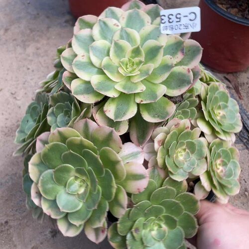 533荔枝