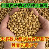 新货黄豆打豆浆专用豆子黄豆农家自种黄豆老品种非转基因黄豆批发