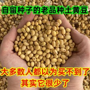 新货黄豆打豆浆专用豆子黄豆农家自种黄豆老品种非转基因黄豆批发