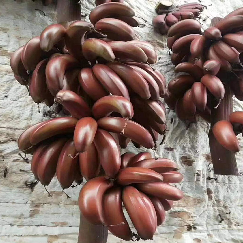 海南红皮香蕉5斤包邮当季孕妇小孩新鲜水果红果咖啡蕉美人红香蕉