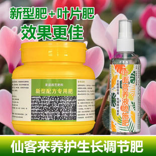 仙客来专用肥料养殖花苗开花年宵花仙客来花肥养护营养液叶面肥料