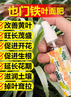 也门铁巴西铁专用营养液家金心青叶金边盆栽绿植开花长新叶面肥料