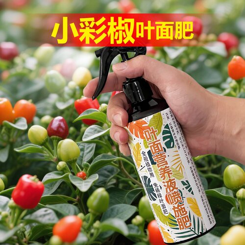 小彩椒专用肥料盆栽土小苗叶子卷缩发黄皱卷曲营养液辣椒树肥肥料