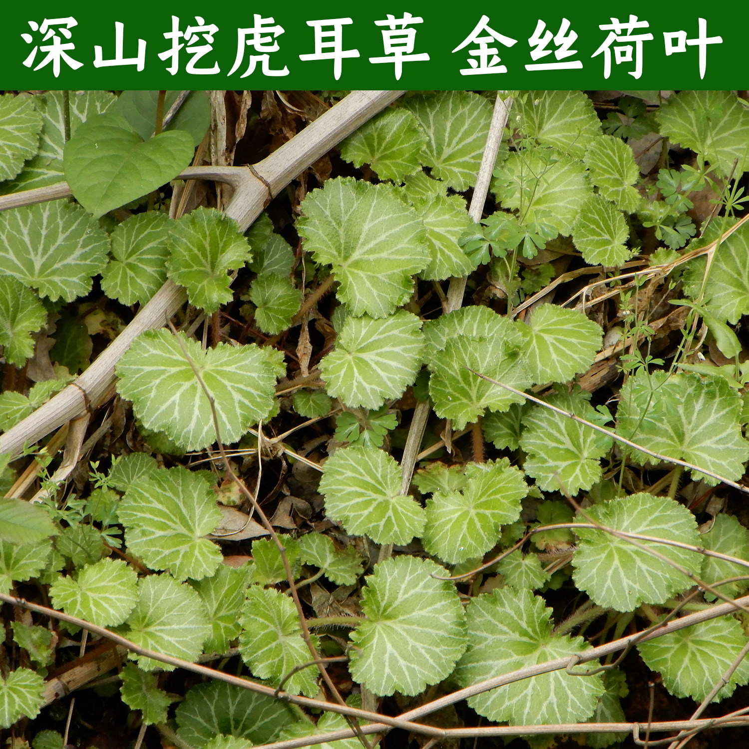 深山虎耳草中药材除疹新鲜现采可观赏盆栽 虎儿草 金丝荷叶石荷叶