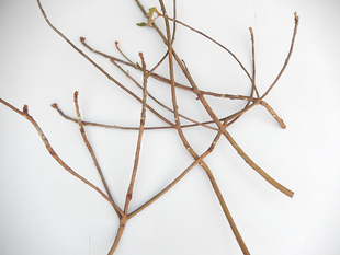 野生楮桃枝包邮褚桃叶枝 构树枝 中药材楮树枝醋桃枝桃树枝谷树枝