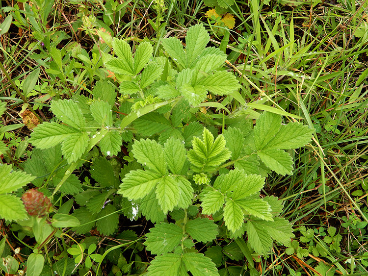 新货2斤19.9元包邮田边仙鹤草狼牙草龙牙草子母草父子草新鲜晒干