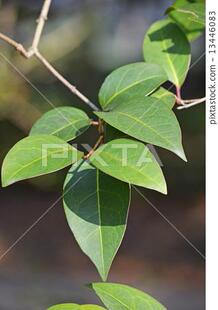 新鲜现采女贞子叶女贞实叶冬青叶冬青树叶万年青叶四季青女贞树叶