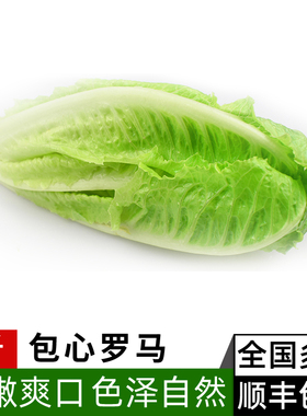 包心罗马生菜2斤 生吃罗马罗纹生菜 凯撒沙拉轻食西餐新鲜蔬菜