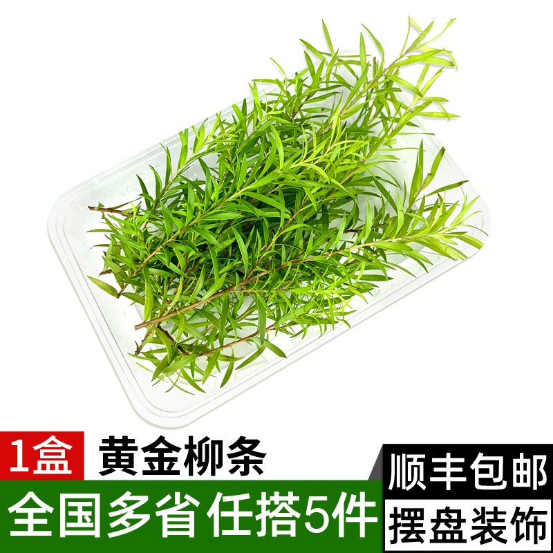 新鲜黄金柳条1盒 酒店西餐日料烘焙柳芽花草摆盘装饰点缀 5件包邮