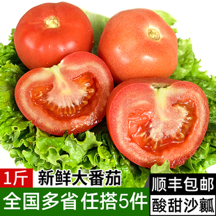 新鲜沙瓤大番茄500g 生吃西红柿农家蔬菜自然熟孕妇水果现摘柿子