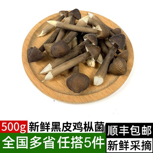 新鲜鸡枞菌煲汤炒菜食材
