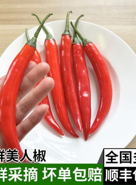 新鲜美人椒 红辣椒线尖椒农家自种蔬菜泡椒辣剁椒酱原料 多省包邮