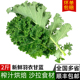 羽衣甘蓝 新鲜蔬菜嫩叶芥蓝kale西餐健身榨汁沙拉食材叶牡丹