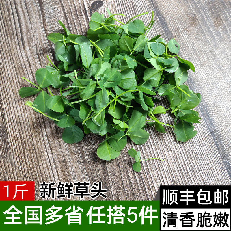 新鲜草头500g 金花菜 上海农家三叶菜 新鲜蔬菜 苜蓿草本地草头