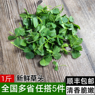 上海新鲜蔬菜草头金花菜苜蓿