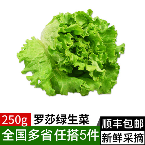 罗莎绿生菜250g 绿叶花叶生菜散叶生菜  西餐色拉沙拉蔬菜食材 - 封面
