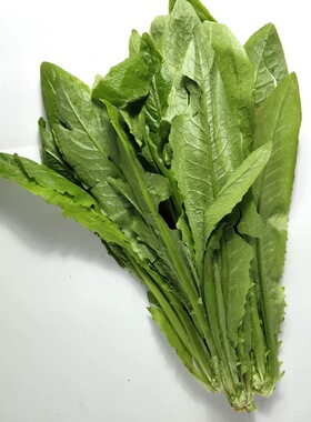 新鲜油麦菜 农家自种蔬菜莜麦菜 香麦菜苦菜 全国多省5件包邮