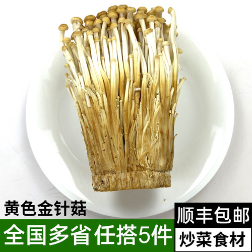新鲜黄金针菇火锅煲汤炒菜食材