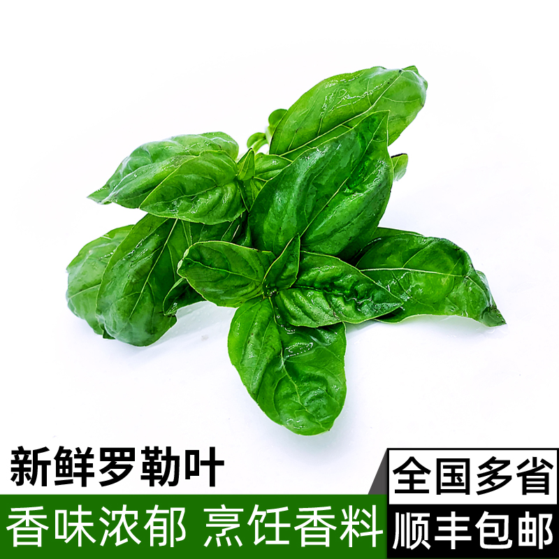 新鲜罗勒叶250g 甜罗勒叶欧罗西餐香料 意大利面青酱香料调料蔬菜