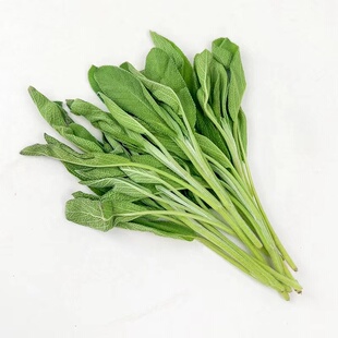 南丹参Saga餐厅用香料 全店满5件 西餐香料 新鲜鼠尾草