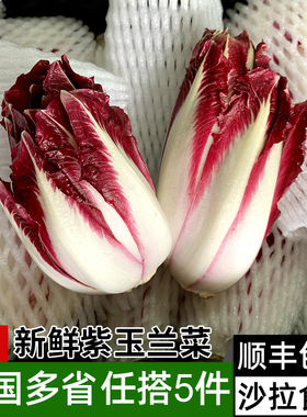 紫玉兰菜500g 新鲜蔬菜芽球菊苣chicory比利时沙拉西餐食材