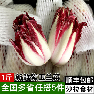 紫玉兰菜500g 新鲜蔬菜芽球菊苣chicory比利时沙拉西餐食材