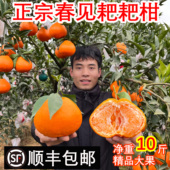 现摘发货正宗四川春见耙耙柑10斤装 特级粑粑柑旗舰店丑杷杷柑橘子