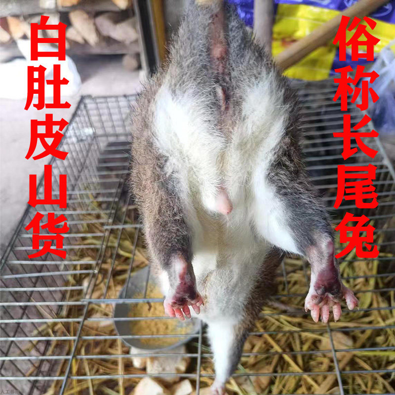 （新鲜速冻顺丰发货）正宗黄毛白肚皮山老鼠肉现杀切块无盐生肉