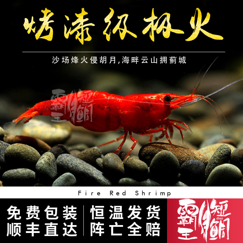 [霸王短鲷]极火虾 观赏火焰红烤漆无缝 急火除丝藻宠物工具宠物米