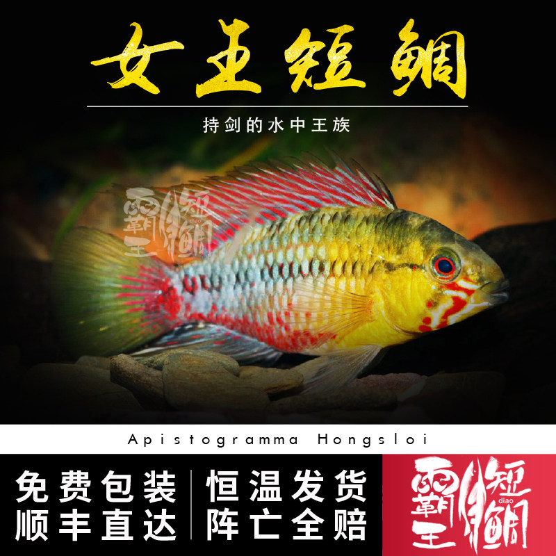 [霸王短鲷]德系血斑红腹女王短鲷南美短鲷活体热带观赏鱼包邮淡水