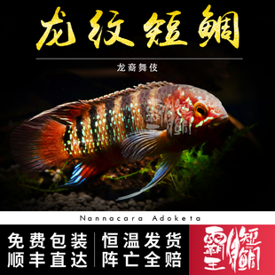 [霸王短鲷]龙纹短鲷F1 南美短鲷图卡诺短鲷热带观赏鱼小型活体鱼