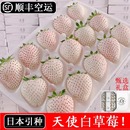 淡雪奶油白草莓新鲜水果礼盒节日生日礼物高端非丹东 顺丰空运